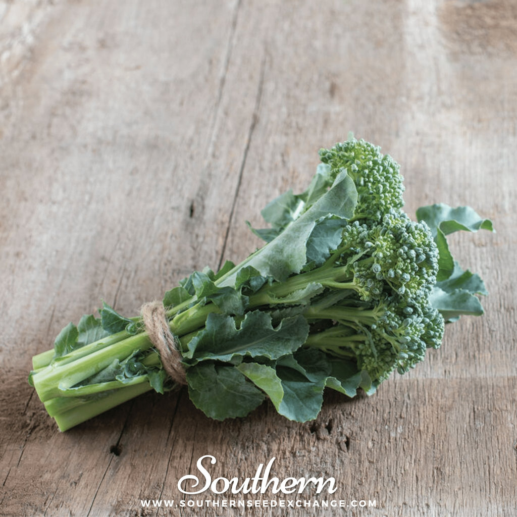 Southern Seed Exchange Broccoli, Di Cicco (Brassica oleracea) - 200 Seeds