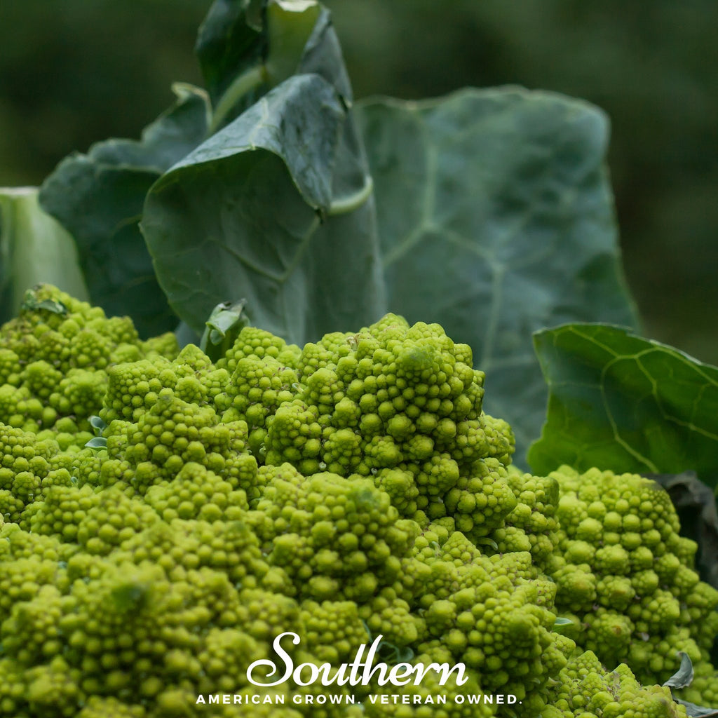 Broccoli, Romanesco (Brassica oleracea) - 100 Seeds - Southern Seed Exchange