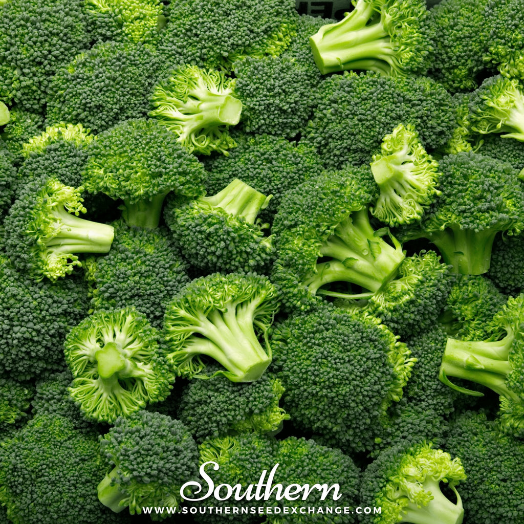 Southern Seed Exchange Broccoli, Waltham 29 (Brassica oleracea) - 200 Seeds