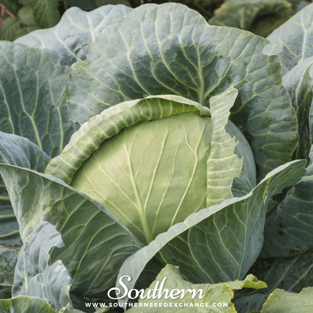 Southern Seed Exchange Cabbage, Brunswick (Brassica oleracea) - 200 Seeds