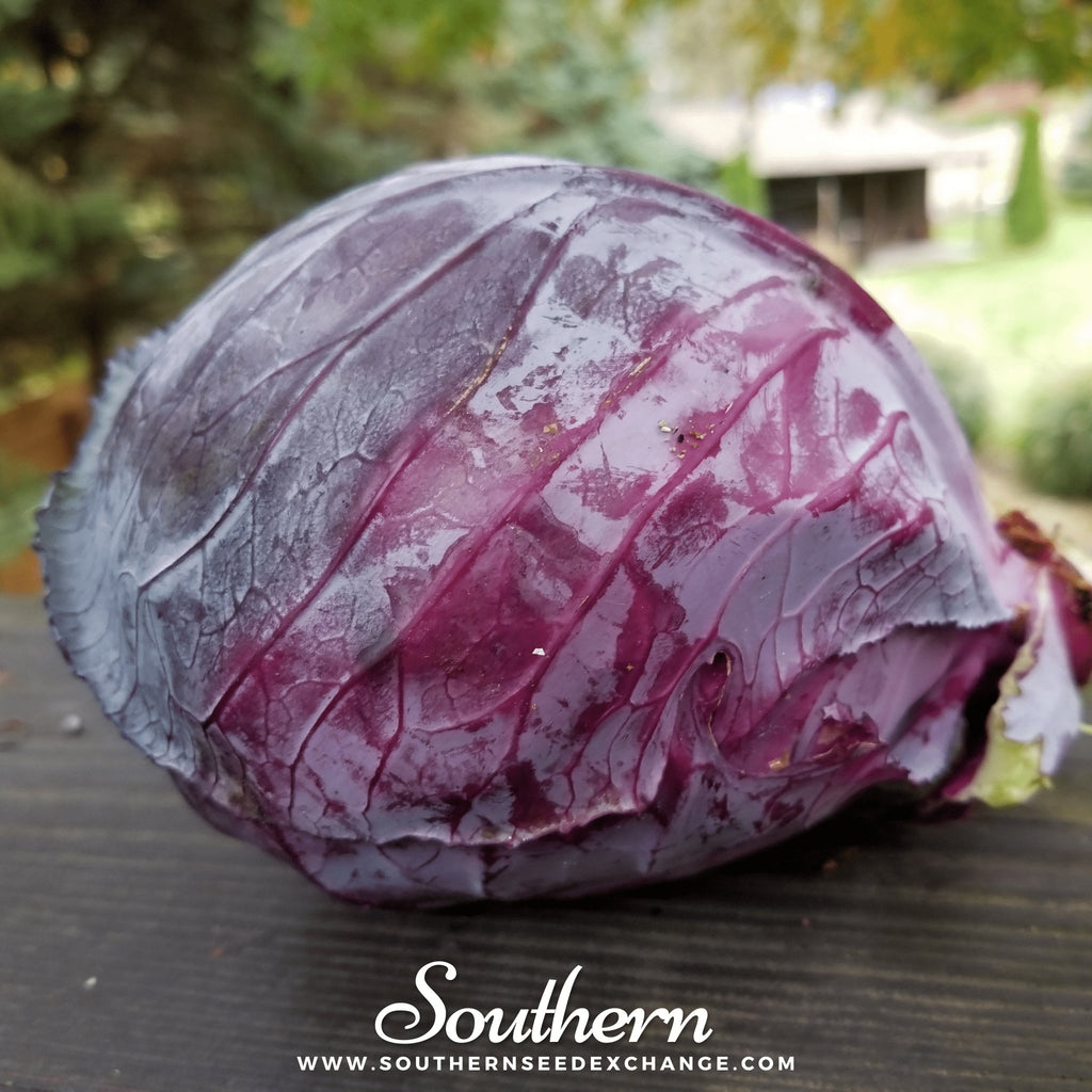 Southern Seed Exchange Cabbage, Mammoth Red Rock (Brassica oleracea var. capitata) - 100 Seeds
