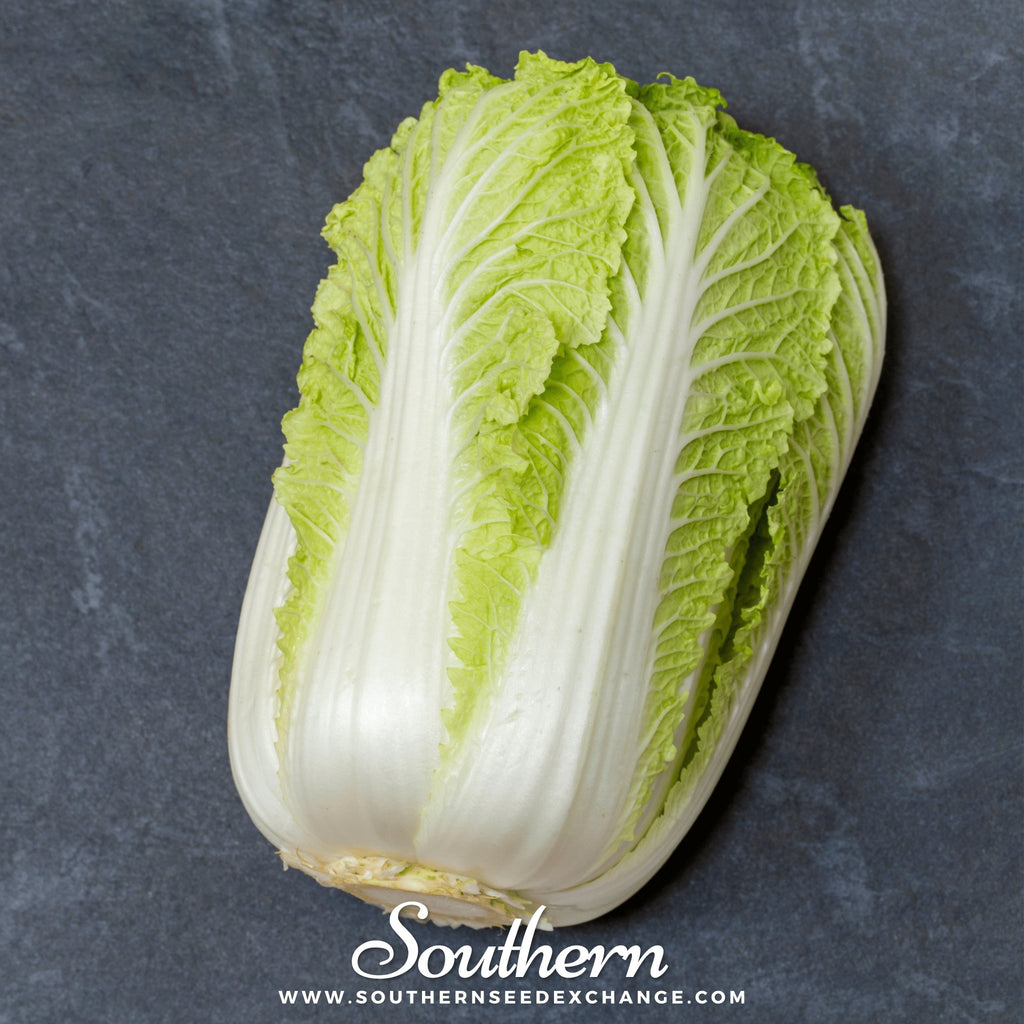 Southern Seed Exchange Cabbage, Napa Michihili Heading (Brassica oleracea) - 100 Seeds