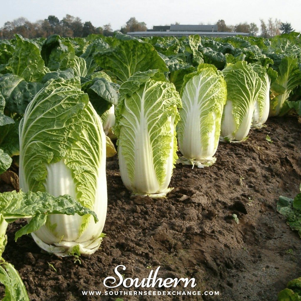 Southern Seed Exchange Cabbage, Napa Michihili Heading (Brassica oleracea) - 100 Seeds