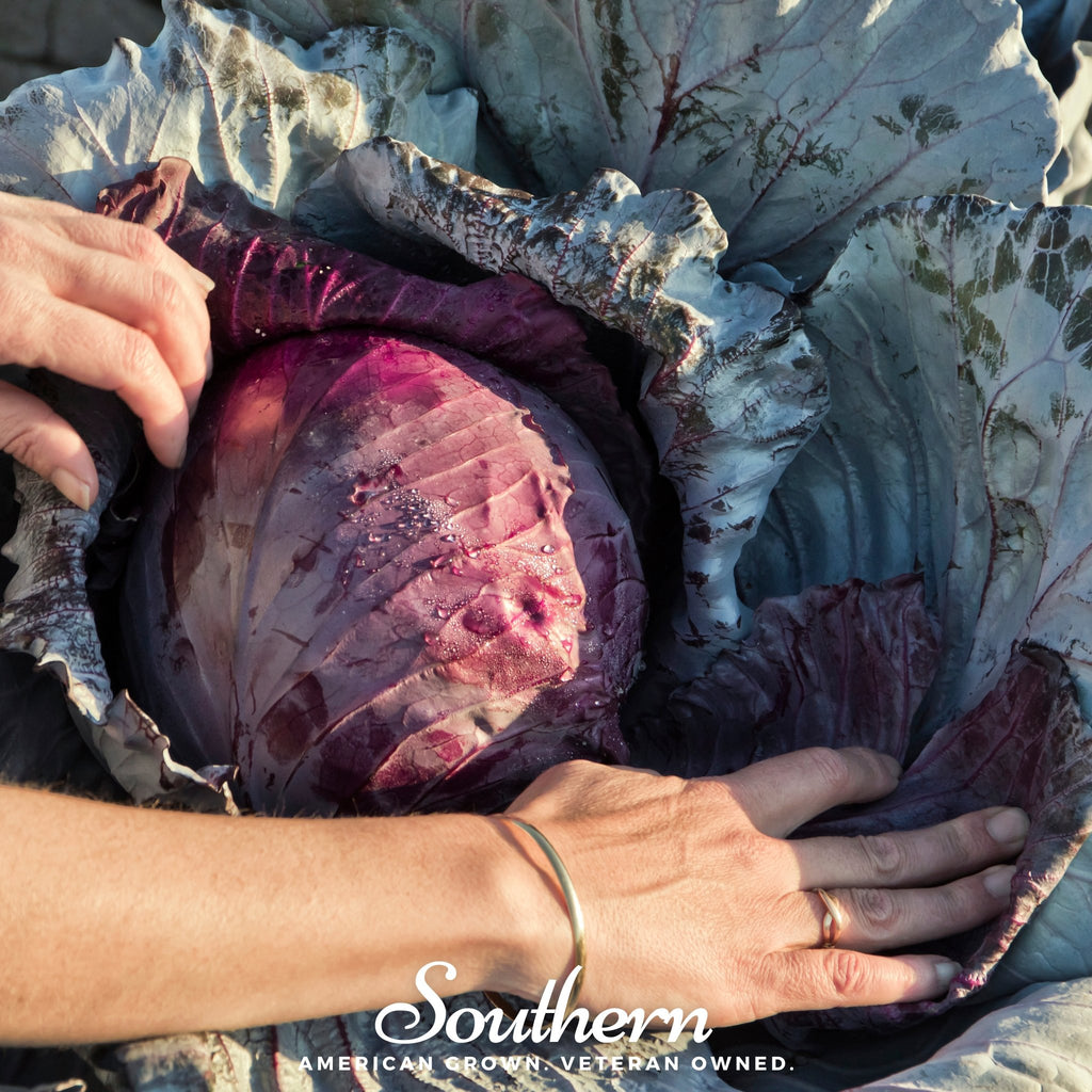 Cabbage, Red Acre (Brassica oleracea) - 200 Seeds - Southern Seed Exchange
