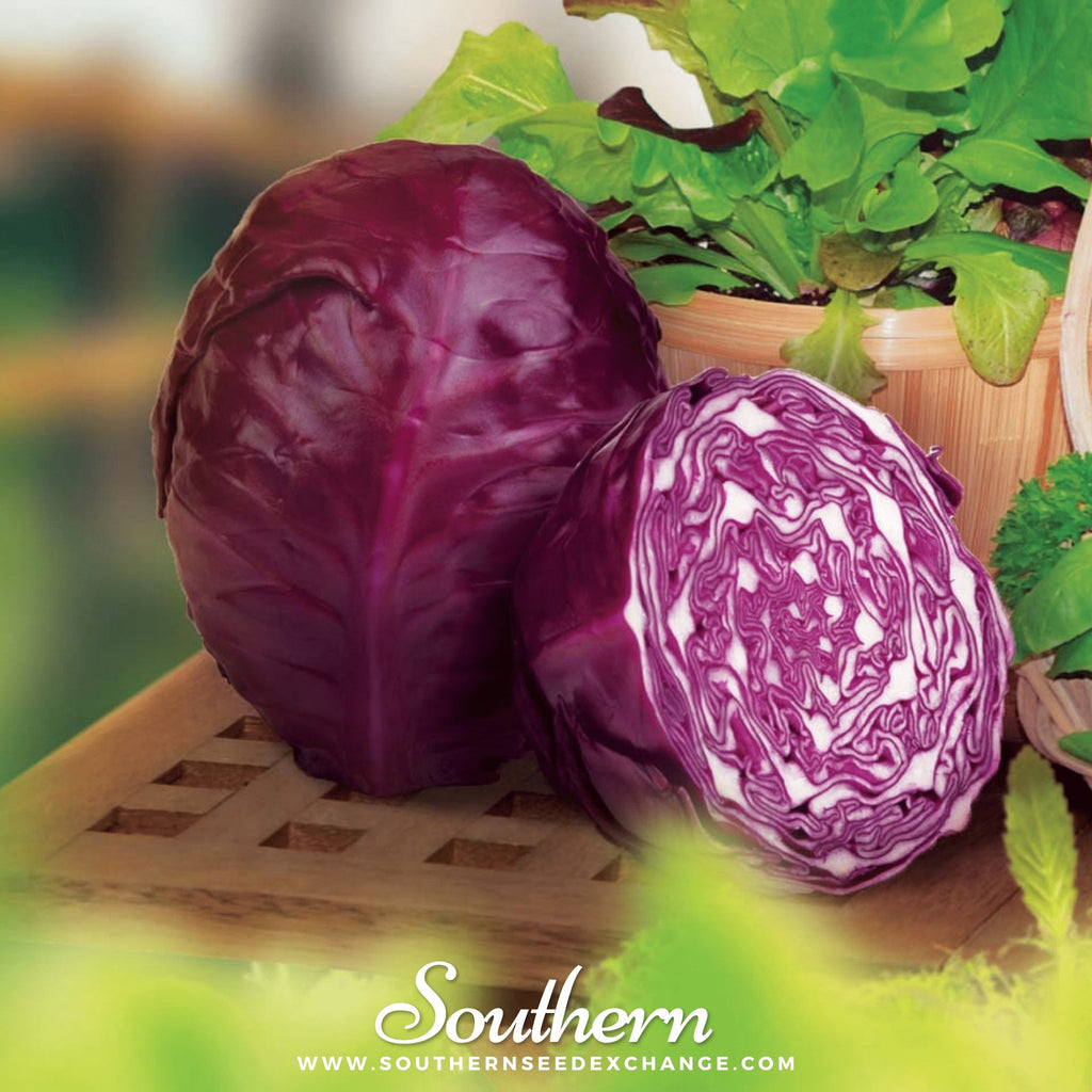 Southern Seed Exchange Cabbage, Red Acre (Brassica oleracea var. capitata) - 200 Seeds
