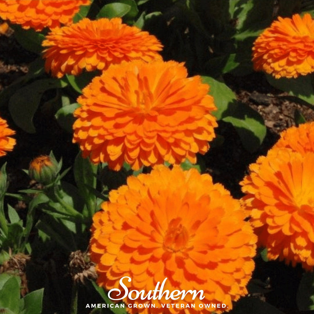 Calendula, Orange King (Calendula Officinalis) - 100 Seeds - Southern Seed Exchange