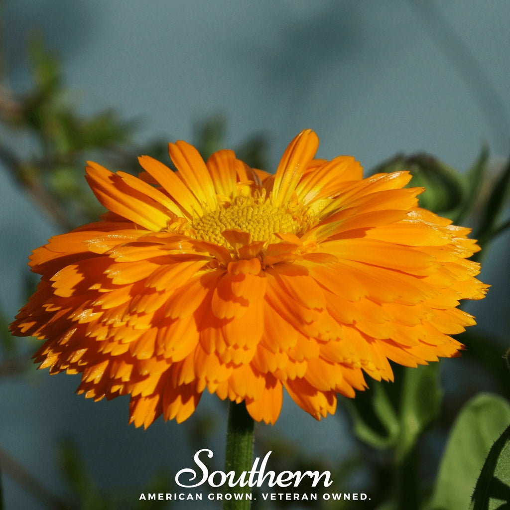Calendula, Orange King (Calendula Officinalis) - 100 Seeds - Southern Seed Exchange