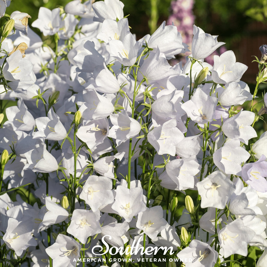 Canterbury Bells, White (Campanula medium) - 100 Seeds - Southern Seed Exchange