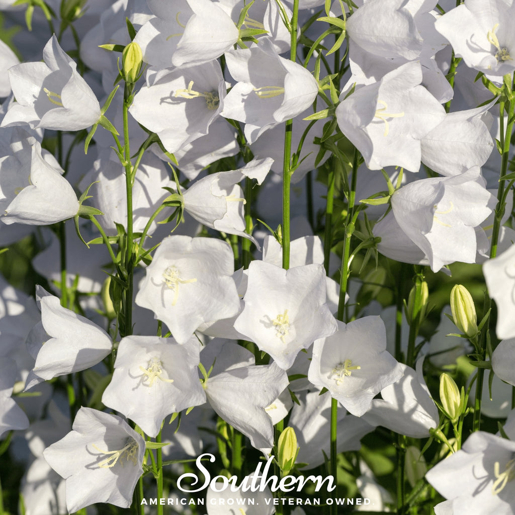 Canterbury Bells, White (Campanula medium) - 100 Seeds - Southern Seed Exchange