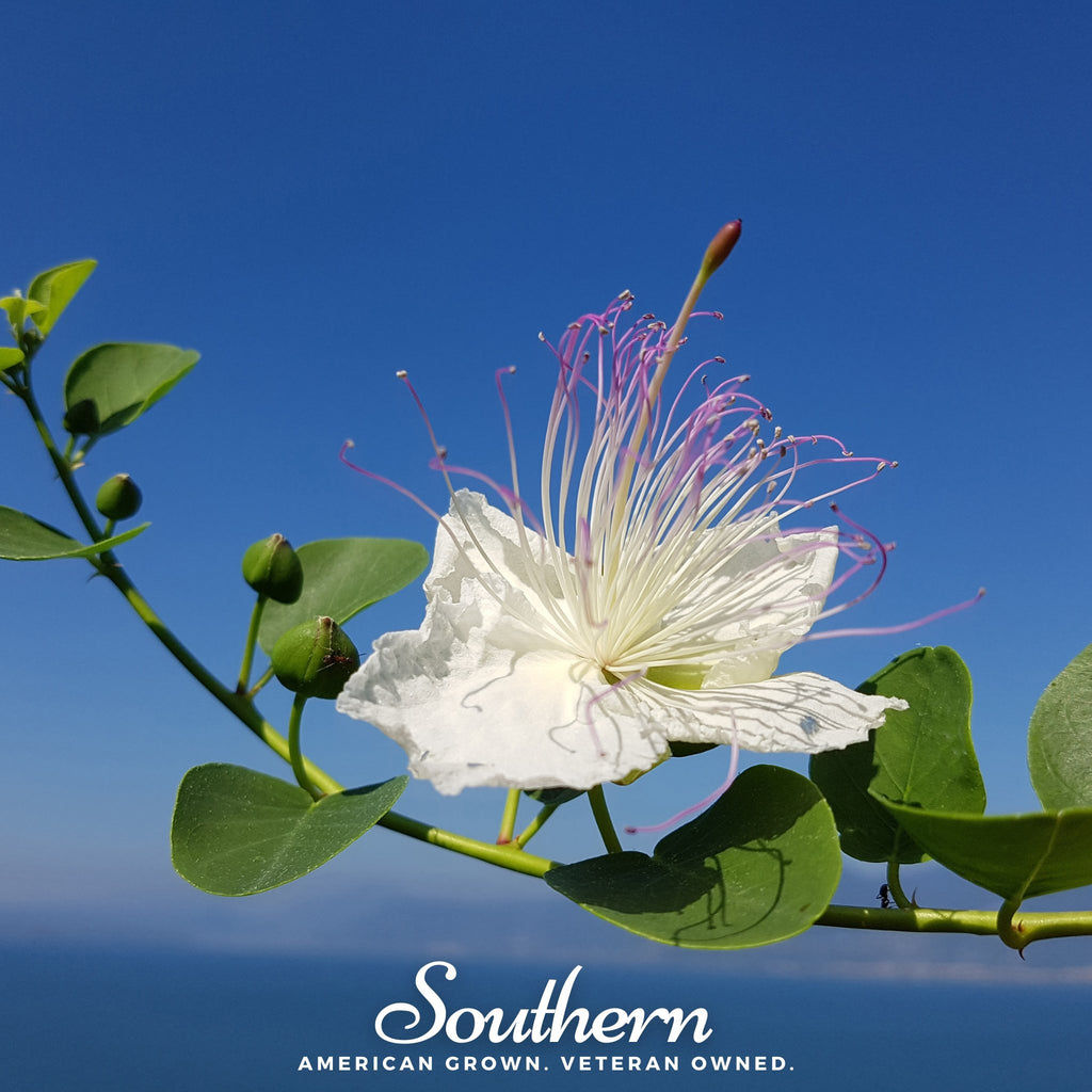 Caper Bush (Capparis spinosa) - 10 Seeds - Southern Seed Exchange