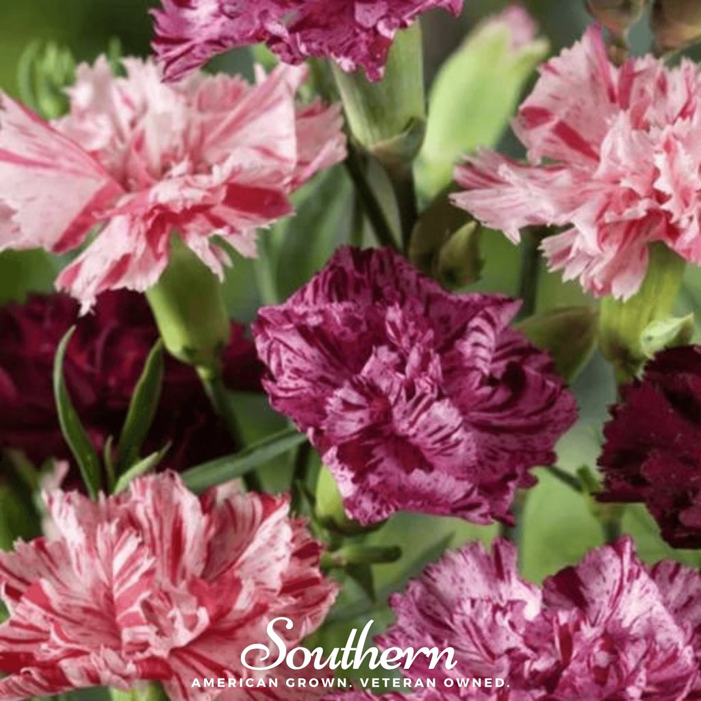 Carnation, Chabaud Picotee Mix (Dianthus carophyllus) - 25 Seeds - Southern Seed Exchange