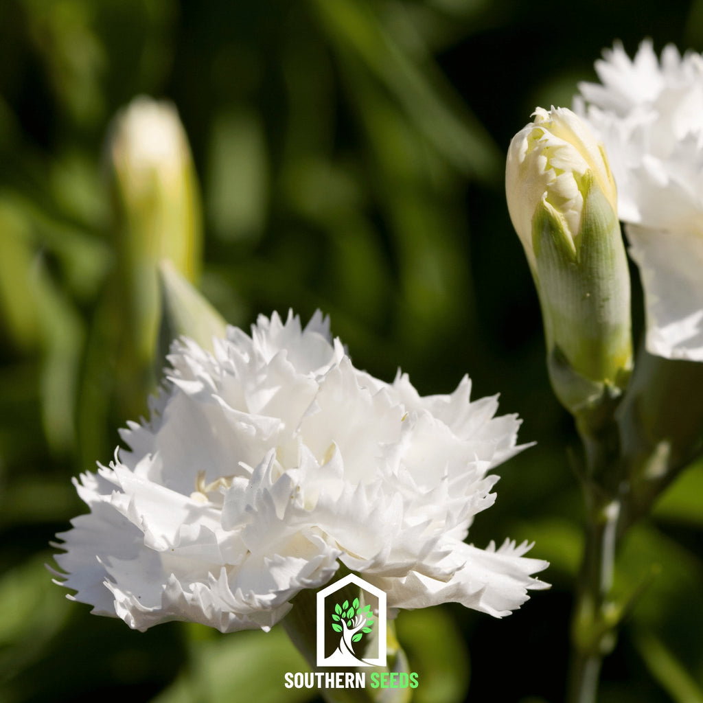 Carnation, Grenadin White (Dianthus carophyllus) - 25 Seeds - Southern Seed Exchange
