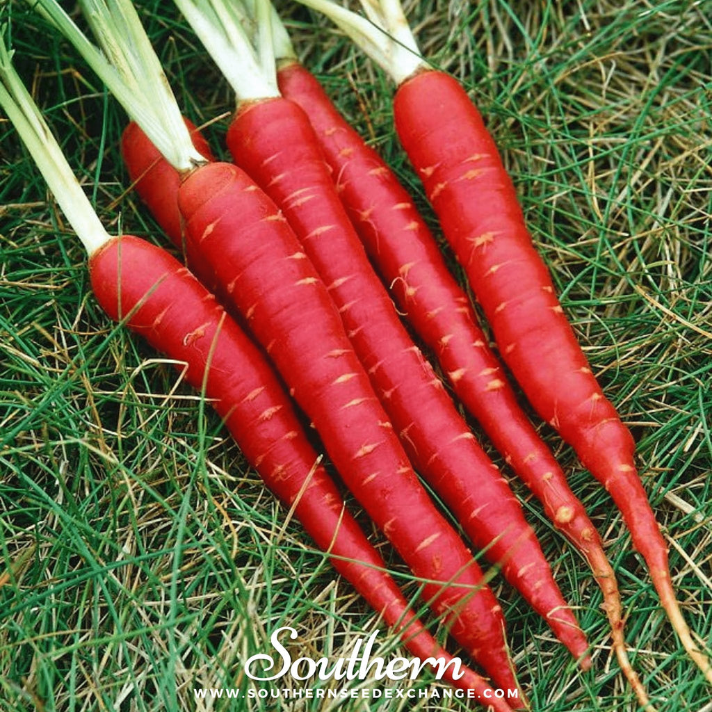 Southern Seed Exchange Carrot, Atomic Red (Daucus carota) - 200 Seeds