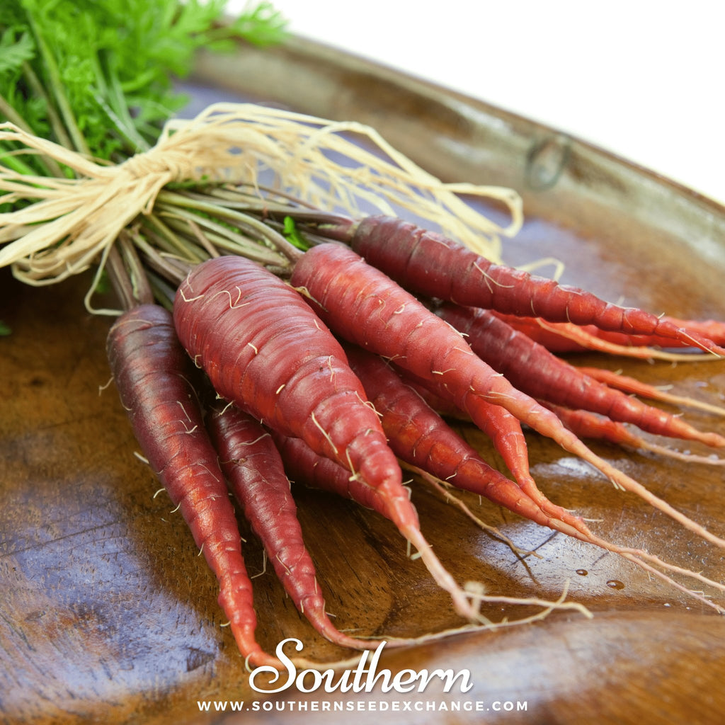 Southern Seed Exchange Carrot, Atomic Red (Daucus carota) - 200 Seeds