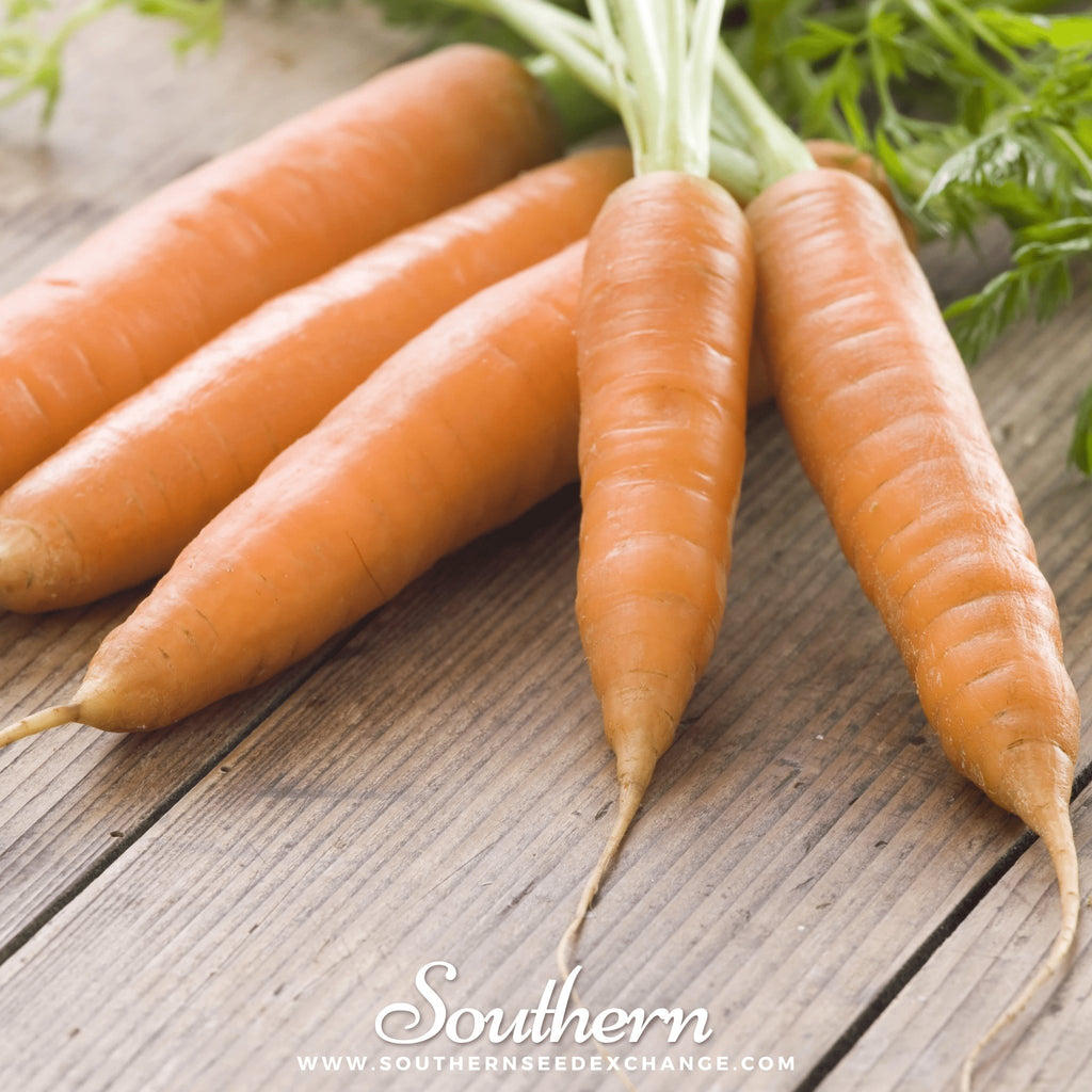 Southern Seed Exchange Carrot, Little Finger (Daucus carota) - 200 Seeds