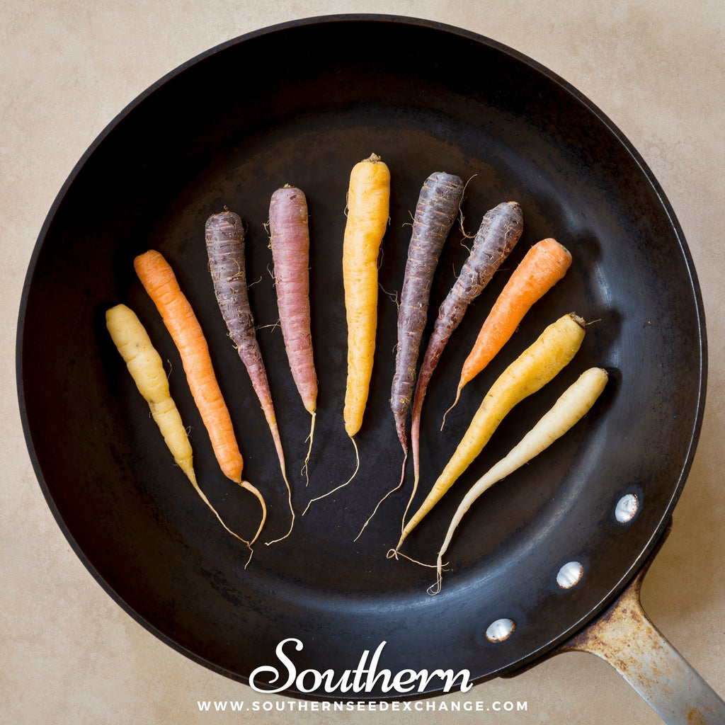 Southern Seed Exchange Carrot, Rainbow (Daucus carota var stativus) - 100 Seeds