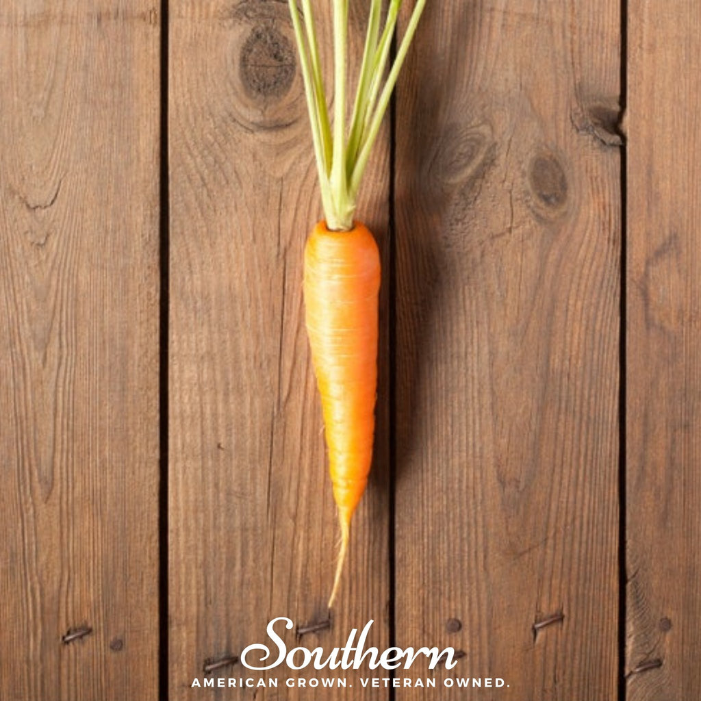 Carrot, Scarlet Nantes (Daucus carota) - 200 Seeds - Southern Seed Exchange