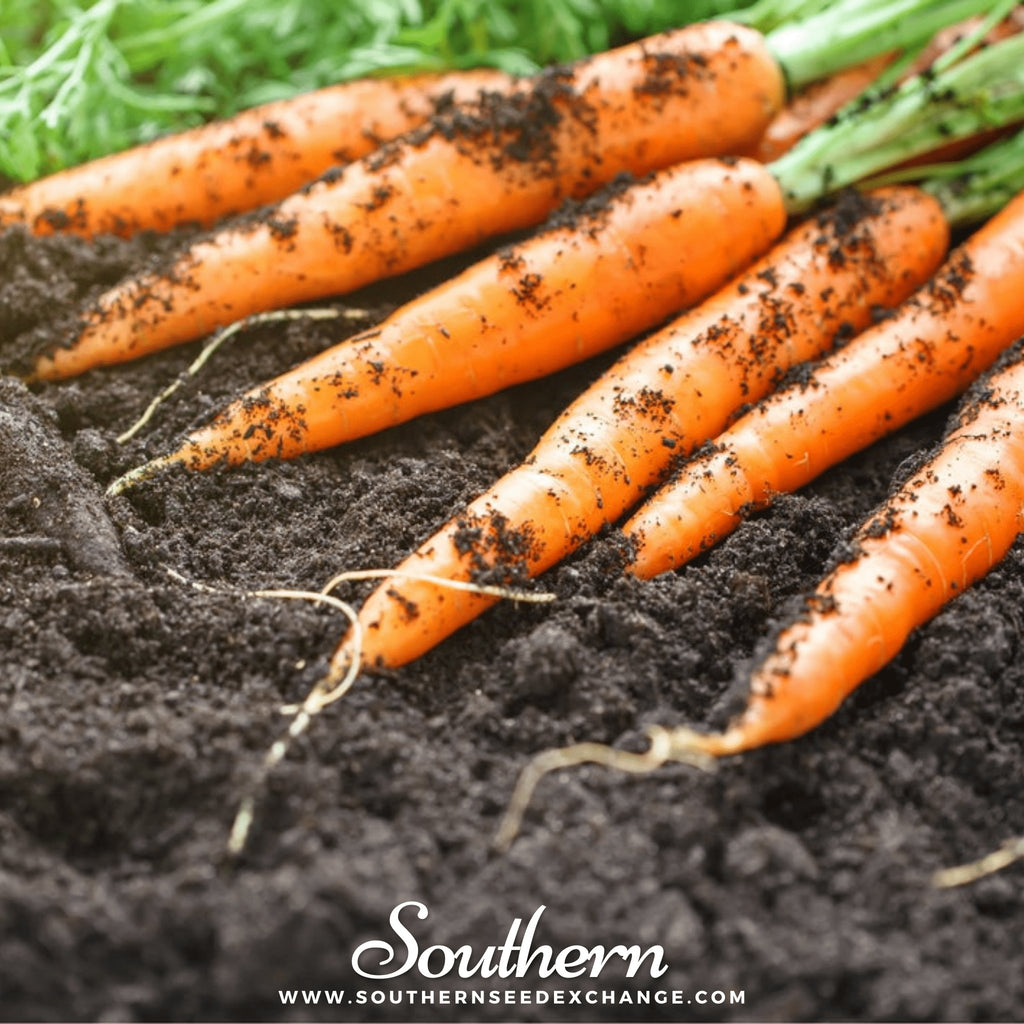 Southern Seed Exchange Carrot, Tendersweet (Daucus carota var stativus) - 100 Seeds