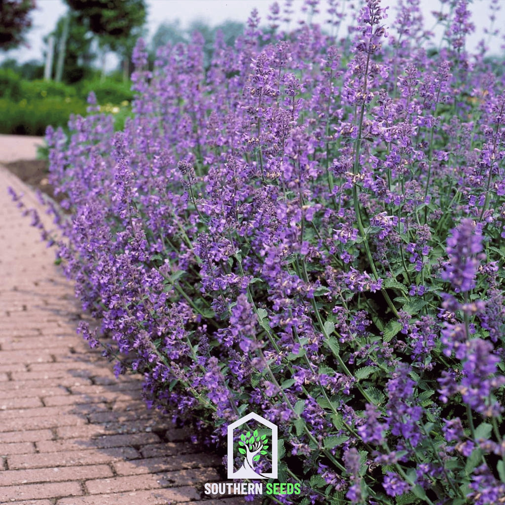 Catmint (Nepeta mussinii) - 250 Seeds - Southern Seed Exchange