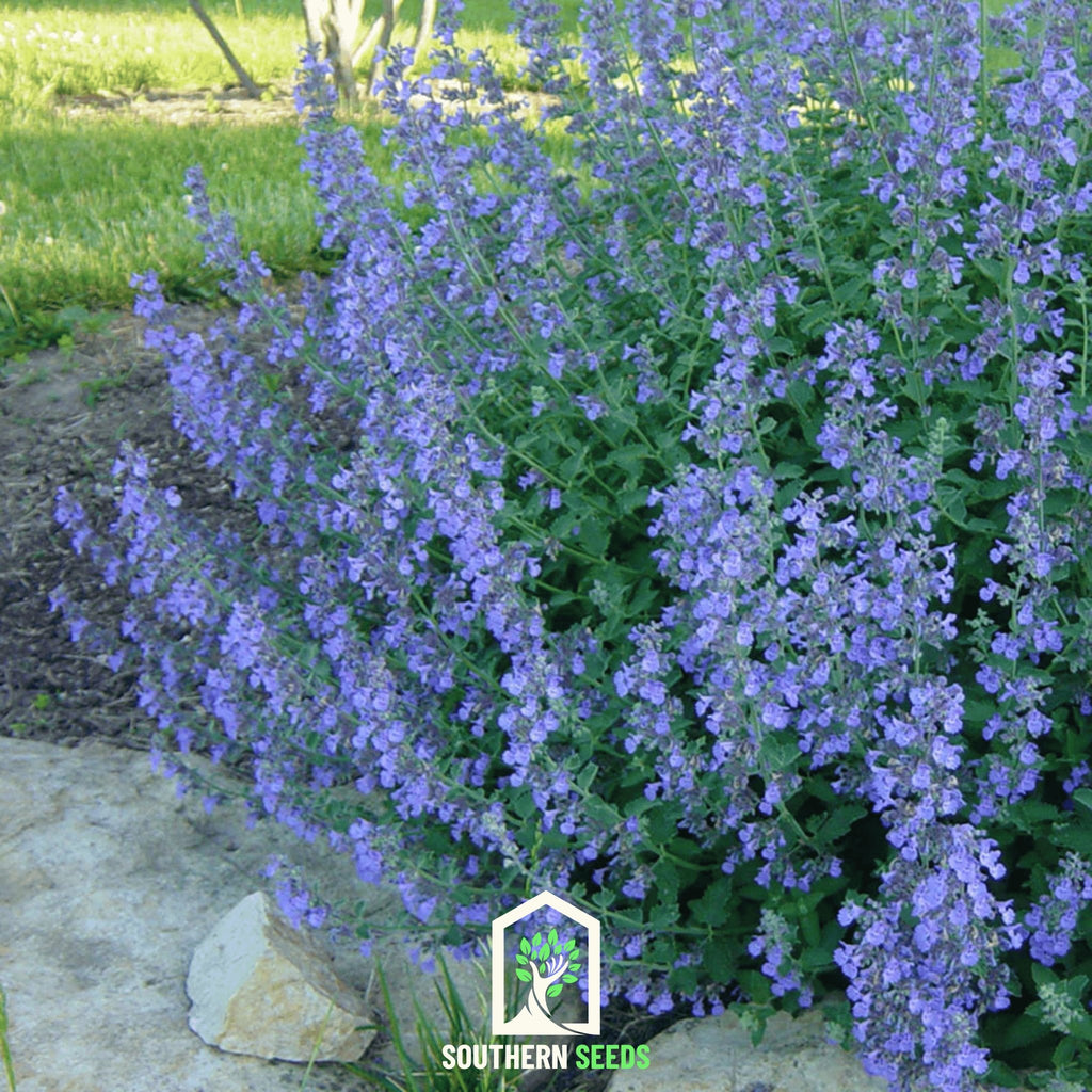 Catmint (Nepeta mussinii) - 250 Seeds - Southern Seed Exchange