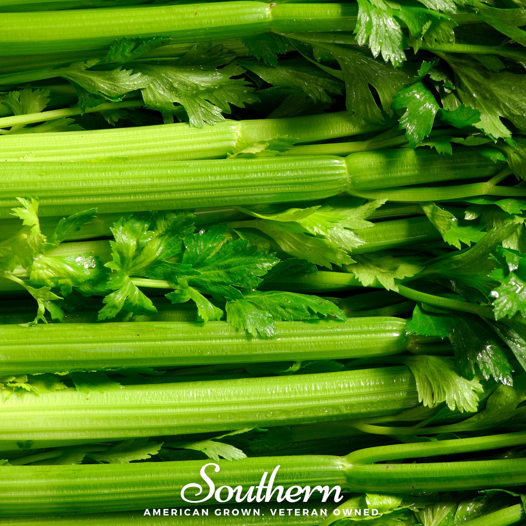 Celery, Tendercrips (Apium graveolens) - 300 Seeds - Southern Seed Exchange