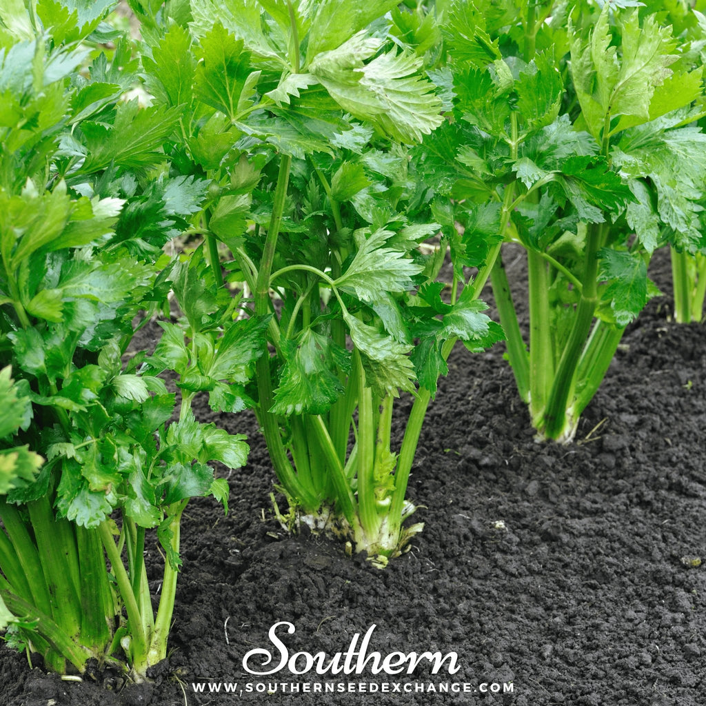 Southern Seed Exchange Celery, Utah 52-70 (Apium Graveolens) - 300 Seeds