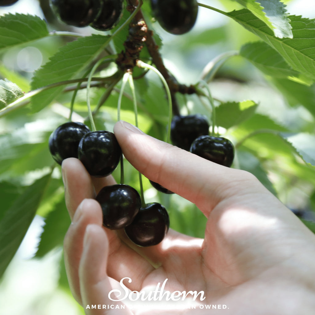 Cherry, Black (Prunus serotina) - 15 Seeds - Southern Seed Exchange