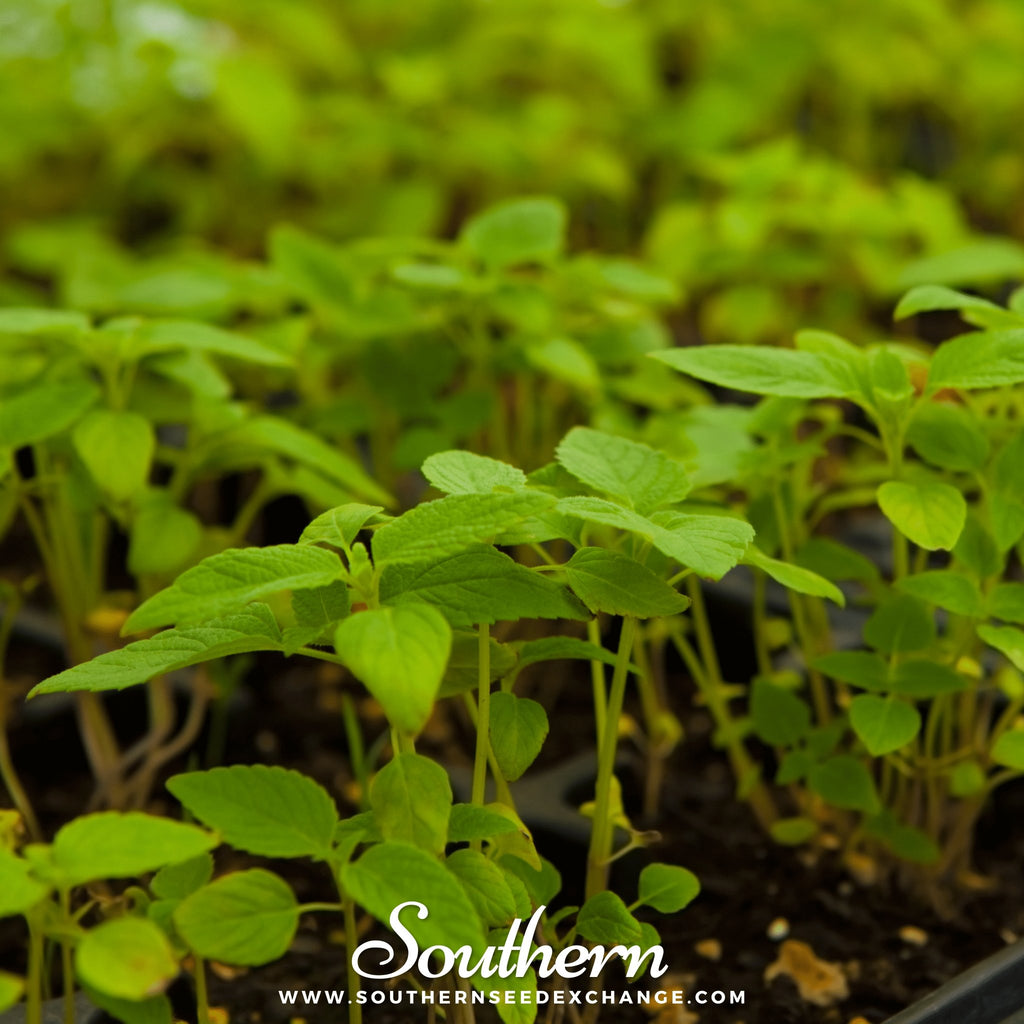 Southern Seed Exchange Chia (Salvia Hispanica) - 250 Seeds