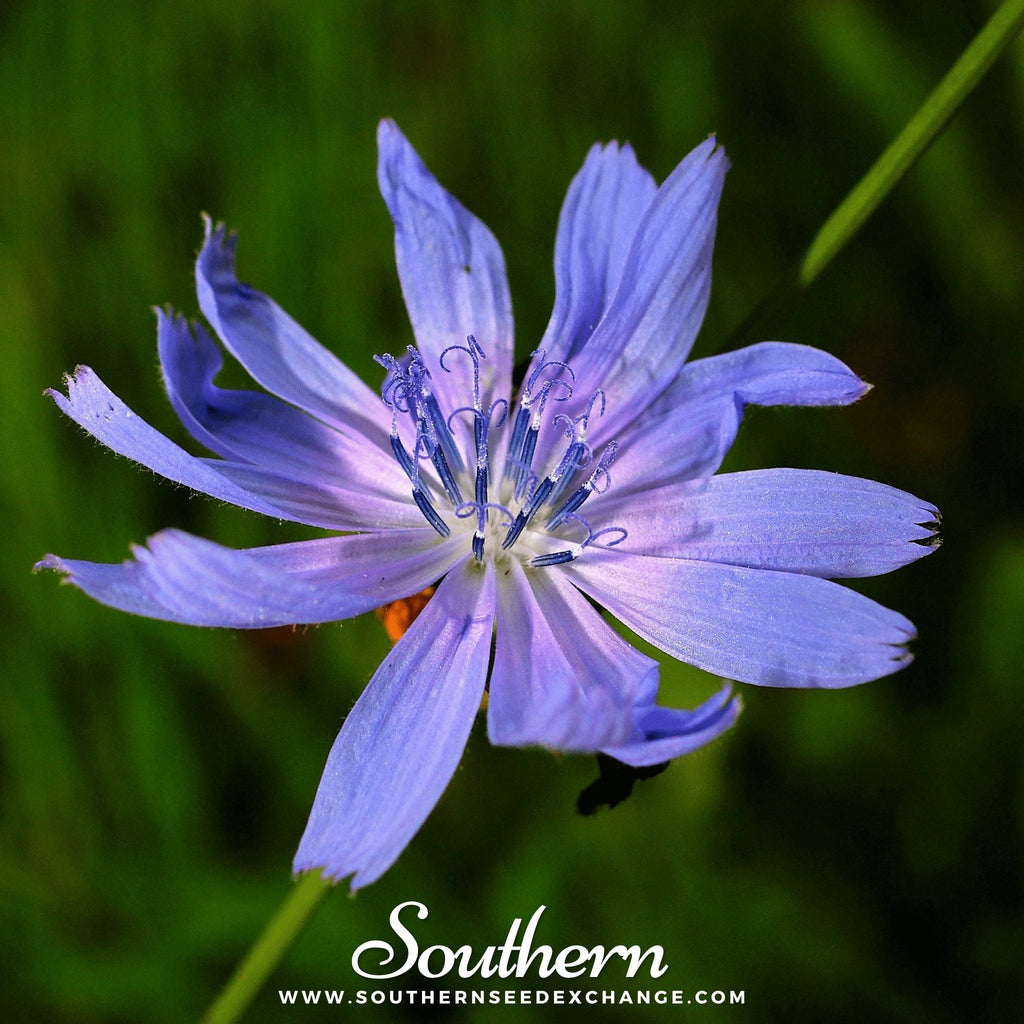 Southern Seed Exchange Chicory (Cichorium Intybus) - 200 Seeds