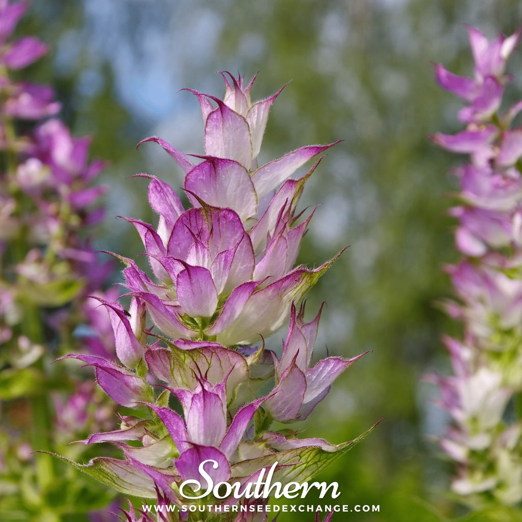 Southern Seed Exchange Clary Sage (Salvia Sclarea) - 50 Seeds