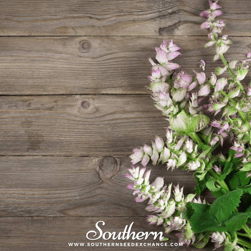Southern Seed Exchange Clary Sage (Salvia Sclarea) - 50 Seeds