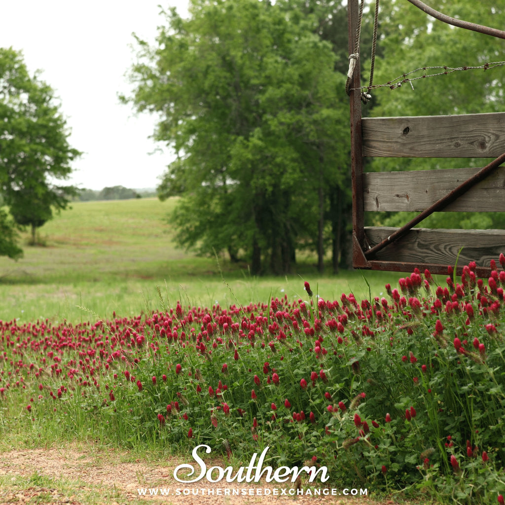 Southern Seed Exchange Clover, Crimson "Dixie" (Trifolium Incarnatum) - 1000 Seeds
