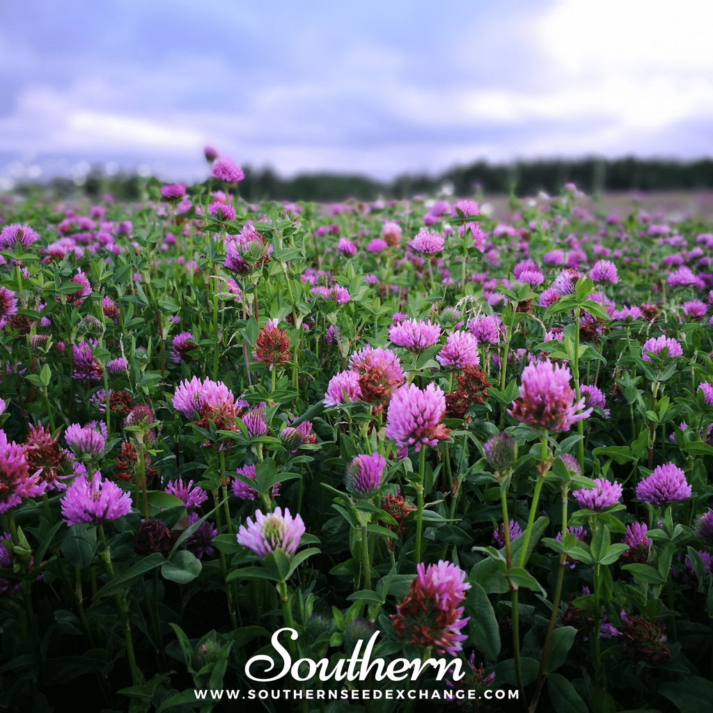 Southern Seed Exchange Clover, Red (Trifolium Pratense) - 200 Seeds