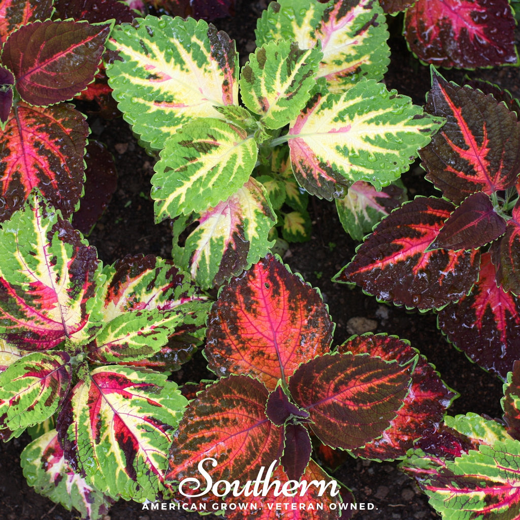 Coleus, Rainbow Mix (Solenostemon scutellarioides) - 250 Seeds - Southern Seed Exchange