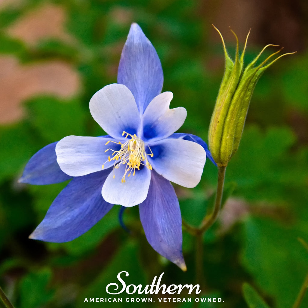 Columbine, Colorado Blue (Aquilegia vulgaris) - 100 Seeds - Southern Seed Exchange