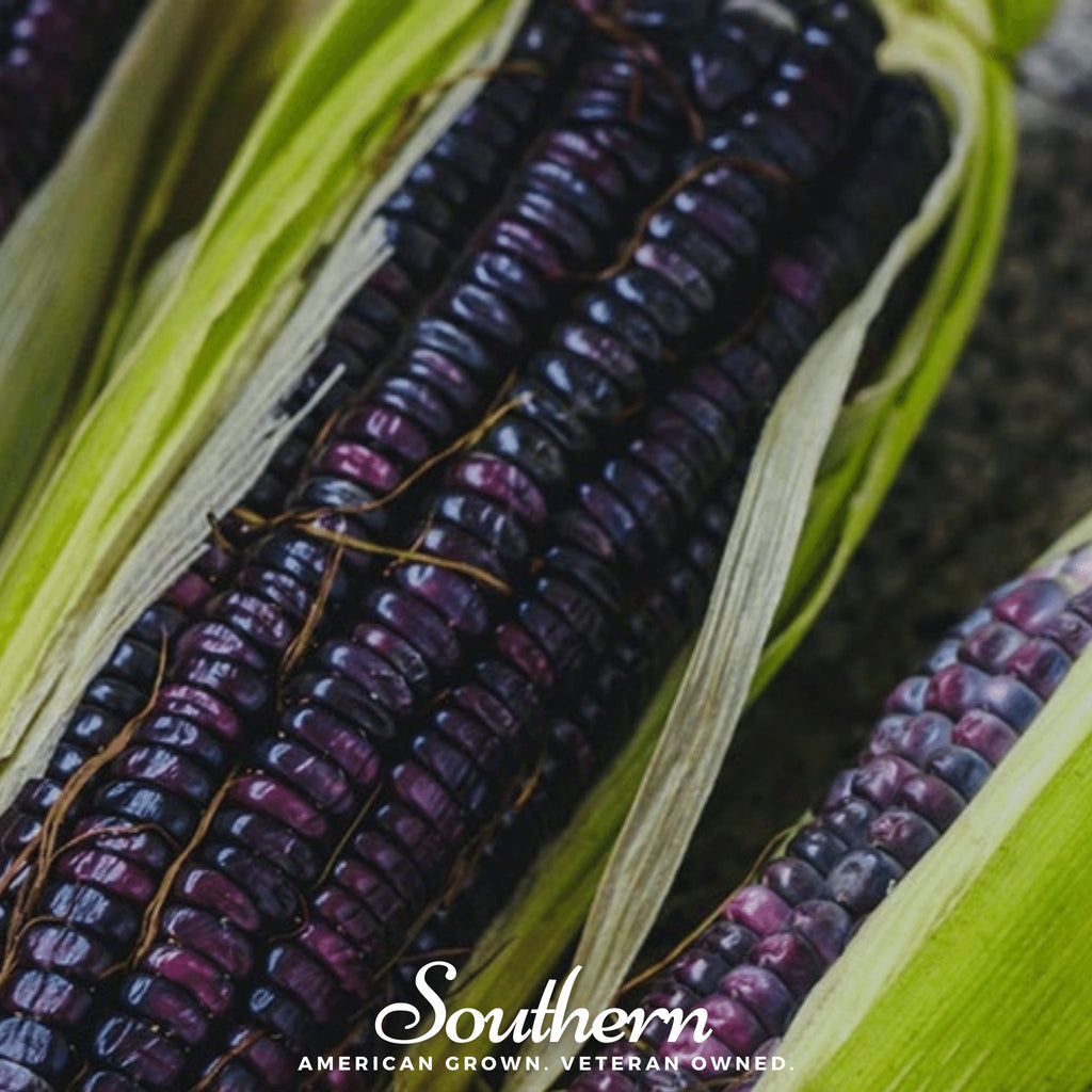 Corn, Hopi Blue (Zea mays) - 30 Seeds - Southern Seed Exchange