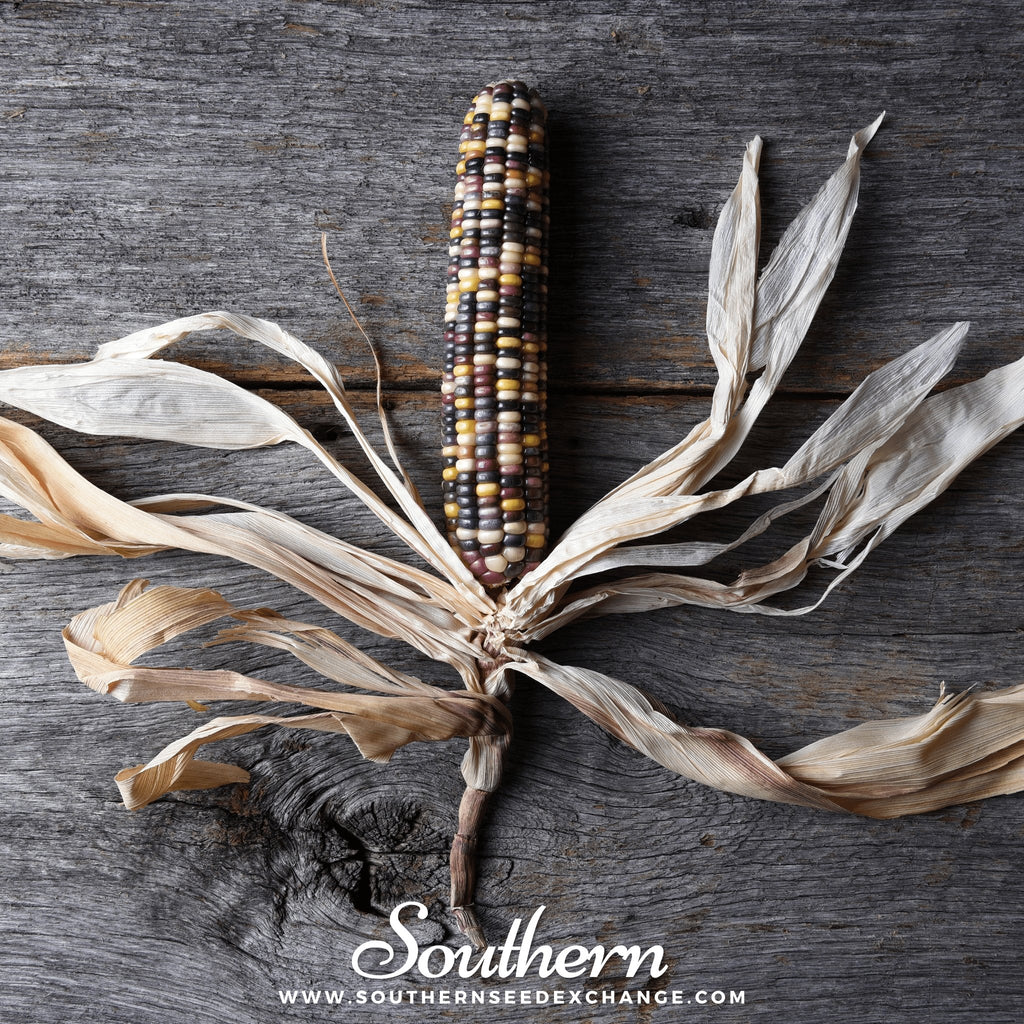 Southern Seed Exchange Corn, Indian Ornamental (Zea mays) - 30 Seeds