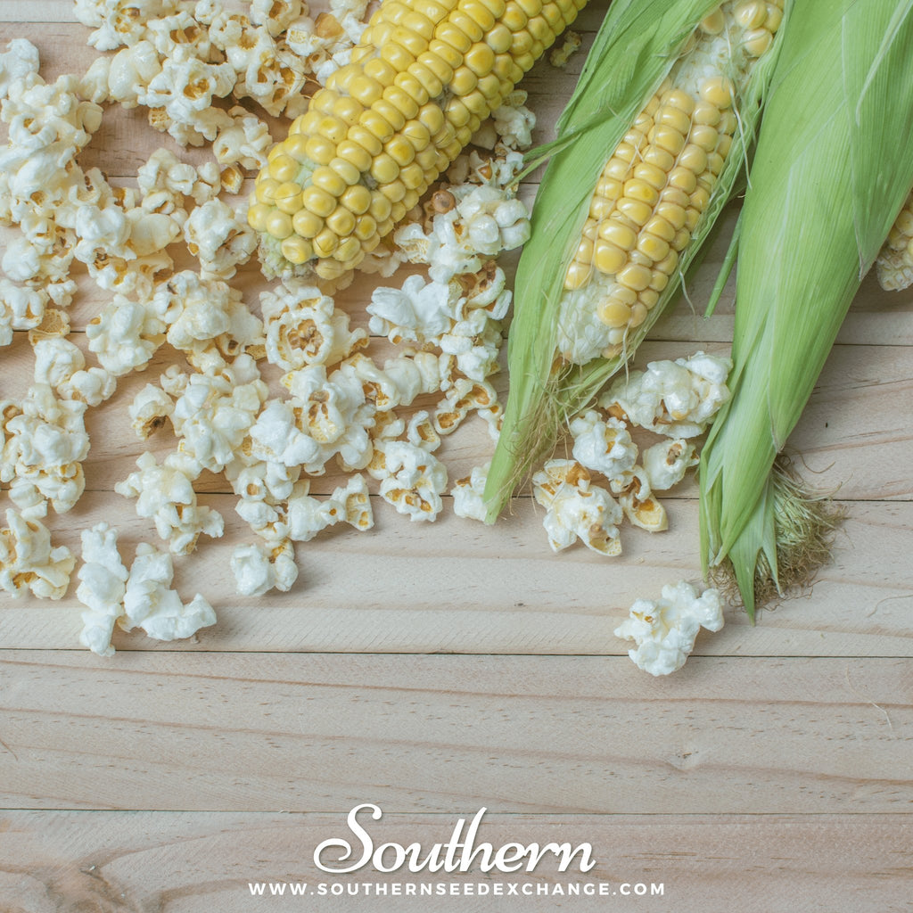 Southern Seed Exchange Corn, Popcorn (Zea mays everta) - 60 Seeds