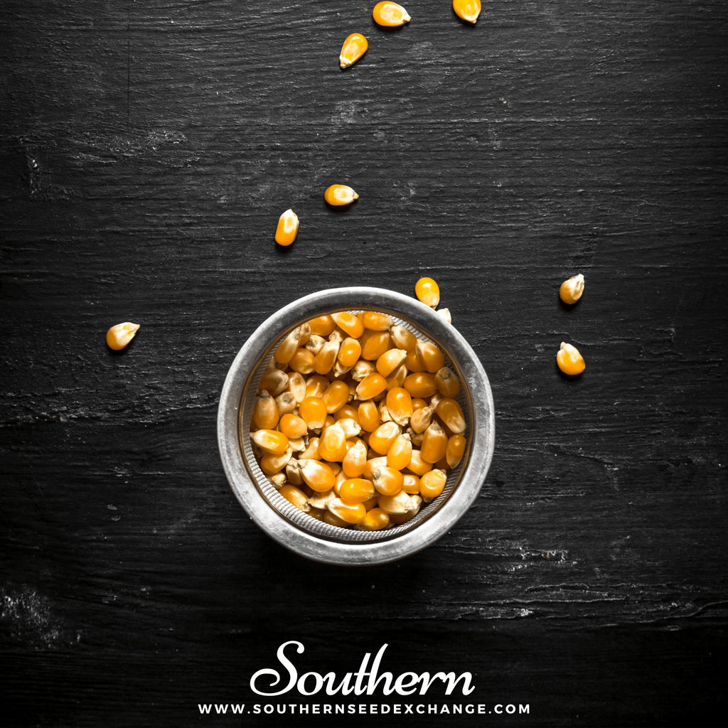Southern Seed Exchange Corn, Popcorn (Zea mays everta) - 60 Seeds