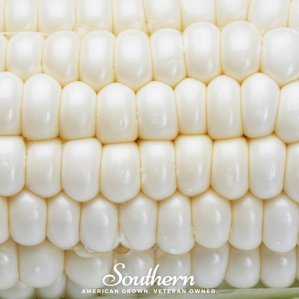 Corn, Stowells Evergreen Sweet (Zea mays) - 30 Seeds - Southern Seed Exchange