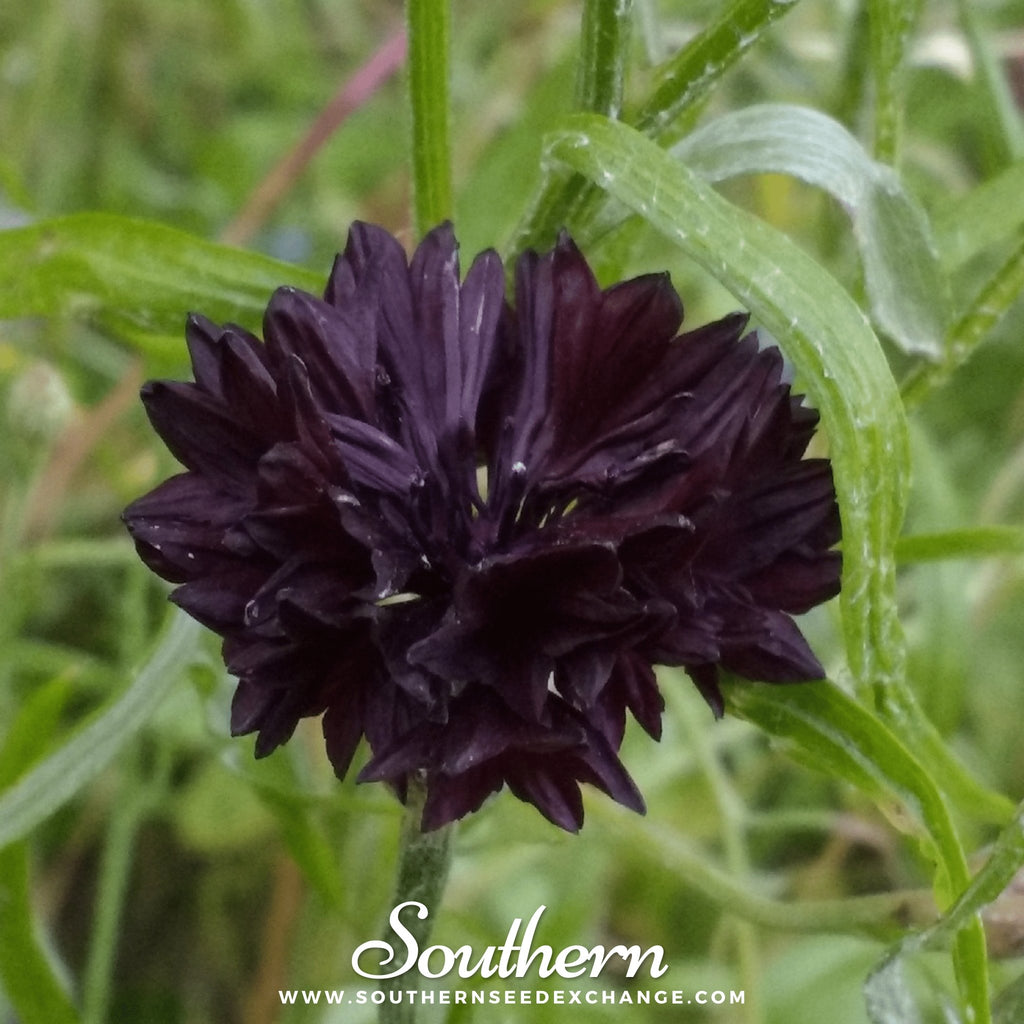 Southern Seed Exchange Cornflower, Black (Centaurea Cyanus) - 100 Seeds
