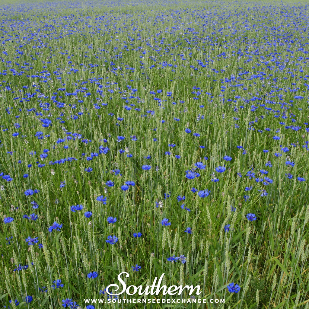 Southern Seed Exchange Cornflower, Tall Blue (Centaurea Cyanus) - 100 Seeds