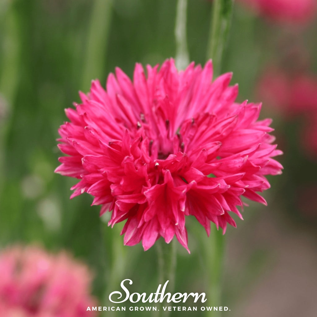 Cornflower, Tall Red - Bachelor's Button (Centaurea Cyanus) - 50 Seeds - Southern Seed Exchange