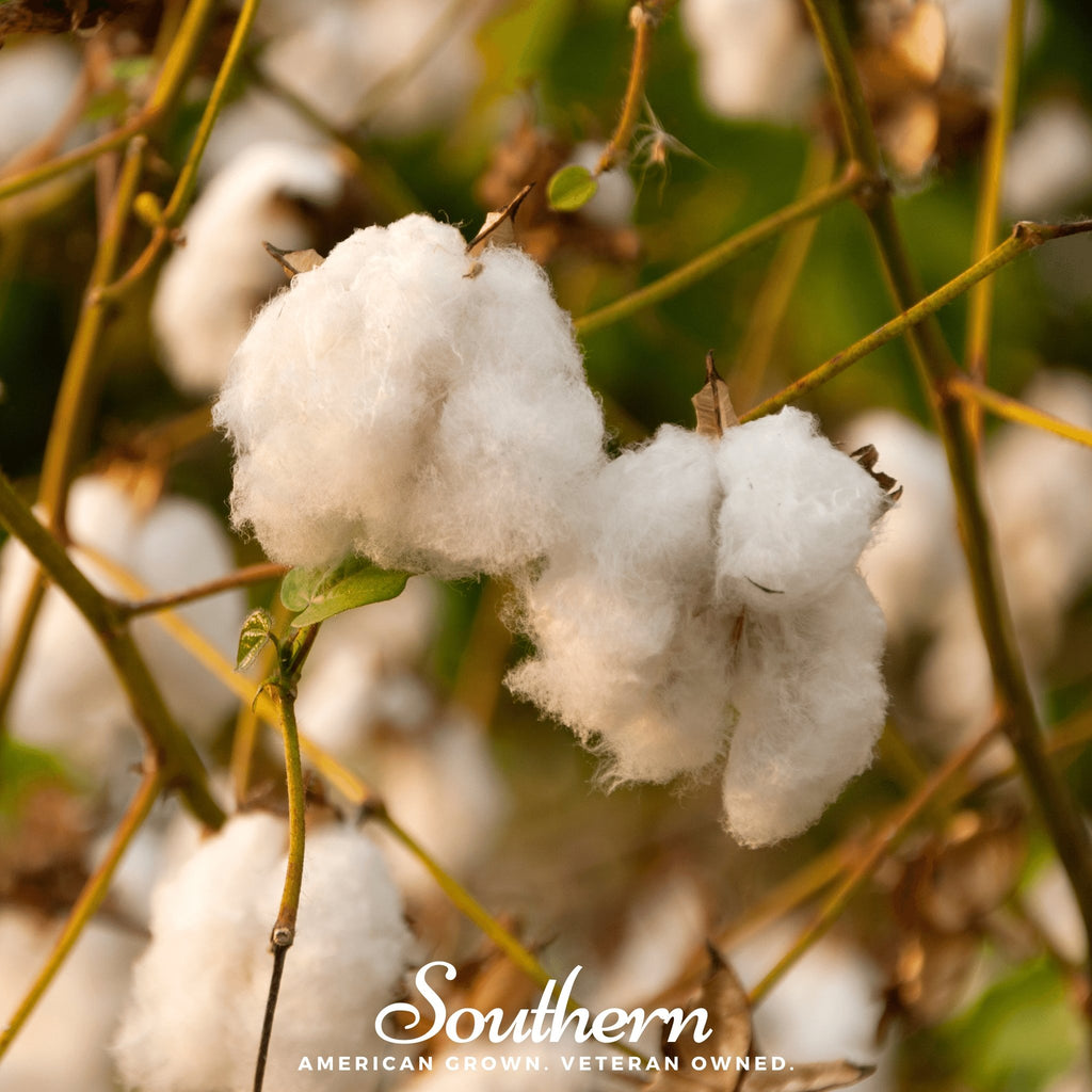 Cotton, Levant (Gossypium herbaceum) - 20 Seeds - Southern Seed Exchange