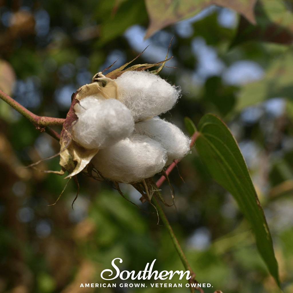 Cotton, Levant (Gossypium herbaceum) - 20 Seeds - Southern Seed Exchange