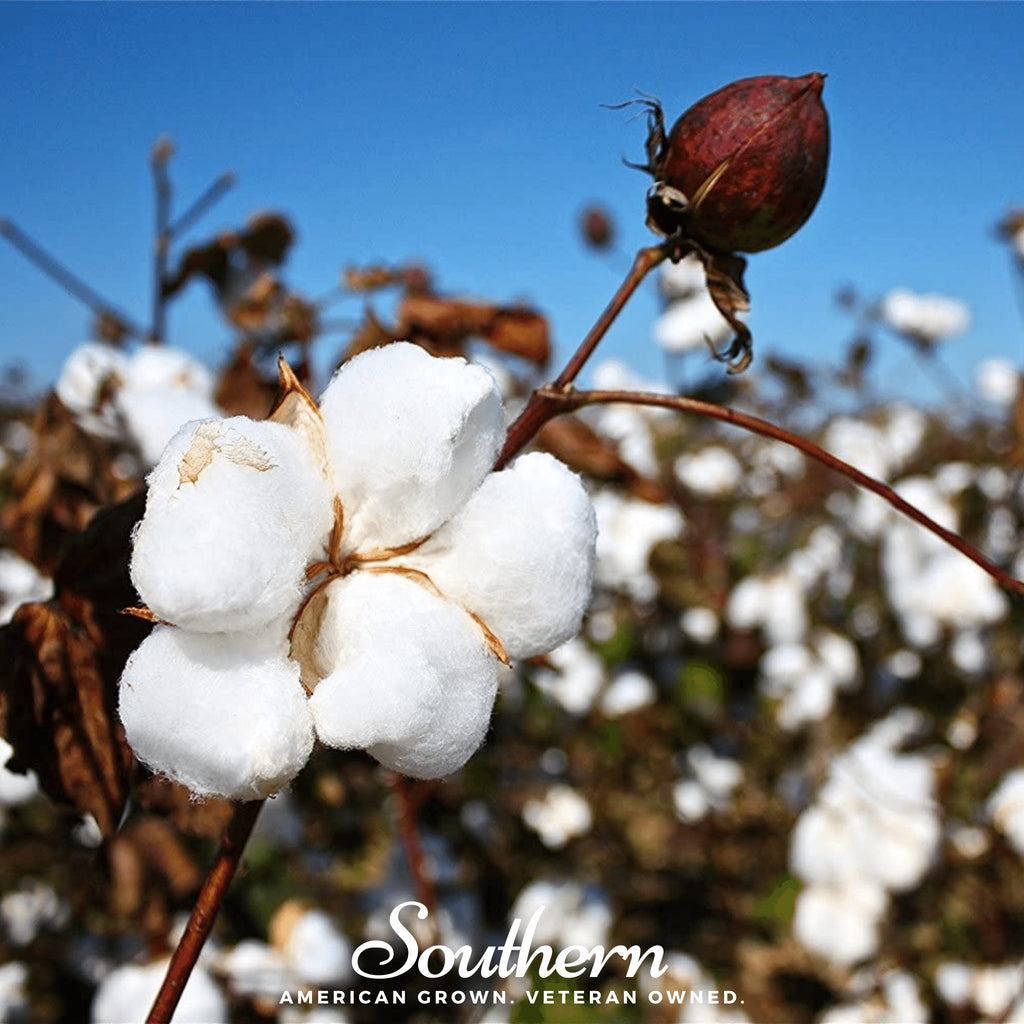 Cotton, Upland (Gossypium hirsutum) - 20 Seeds - Southern Seed Exchange