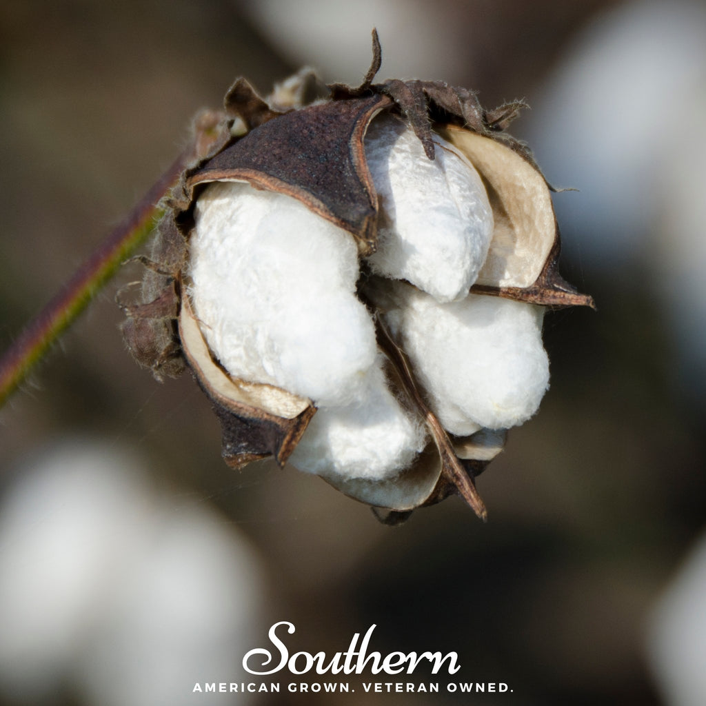 Cotton, Upland (Gossypium hirsutum) - 20 Seeds - Southern Seed Exchange