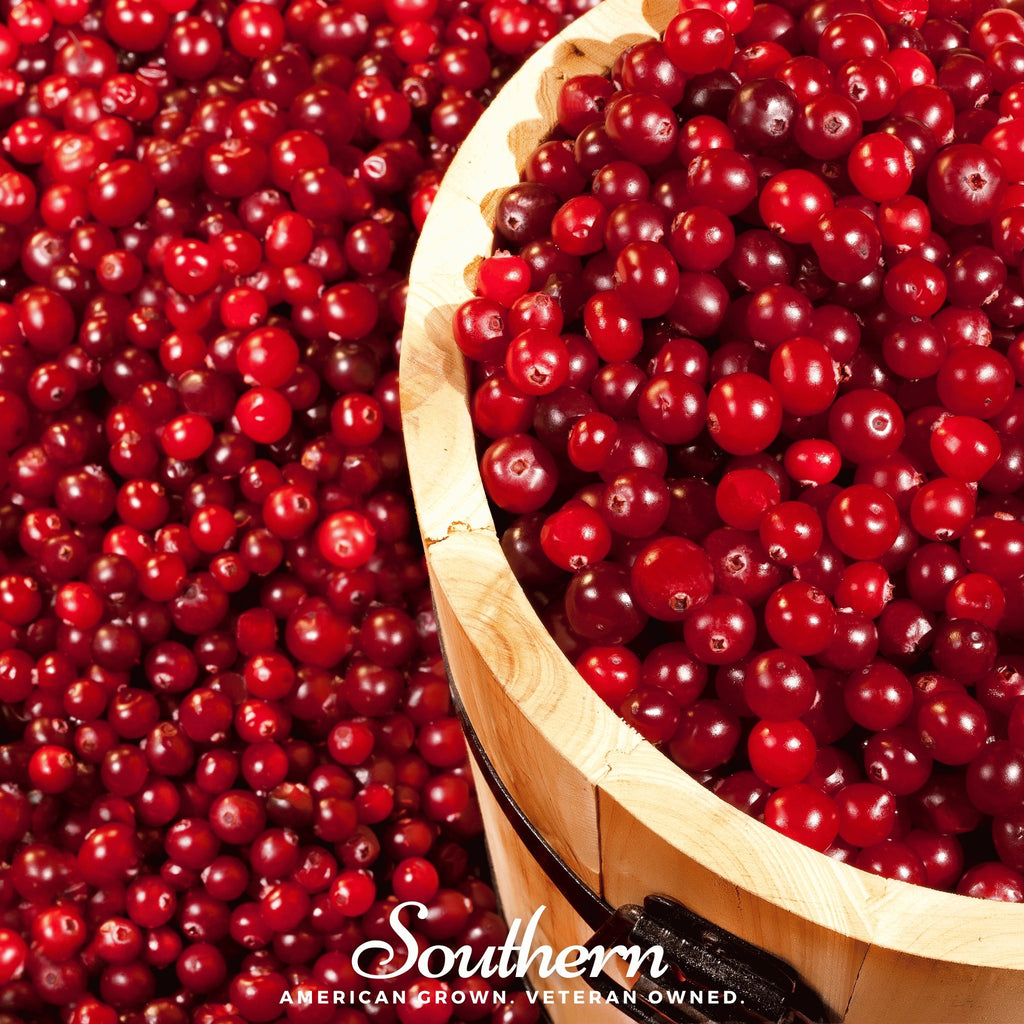 Cranberry, American (Vaccinium macrocarpon) - 50 Seeds - Southern Seed Exchange
