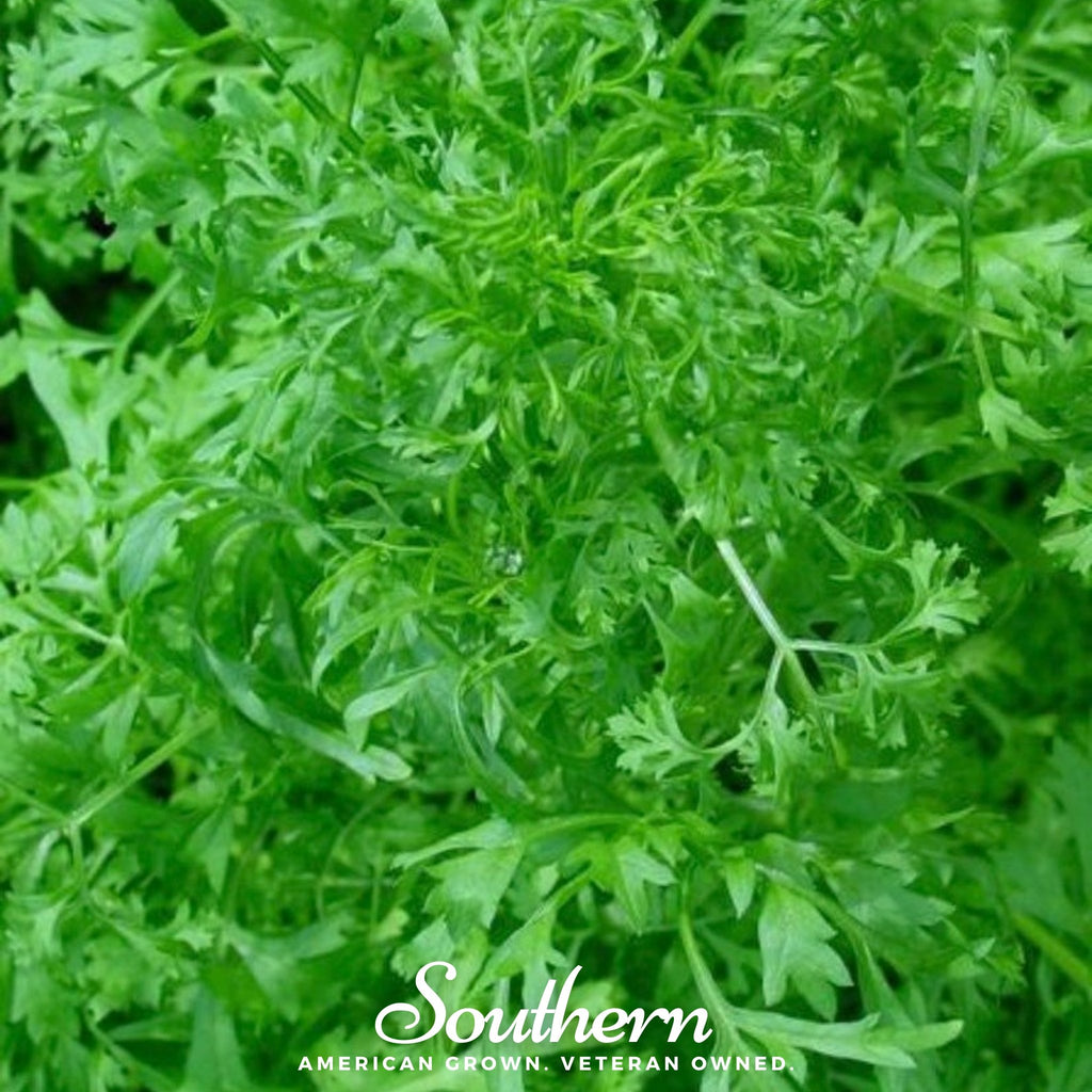 Cress, Curled (Lepidium sativum) - 500 Seeds - Southern Seed Exchange