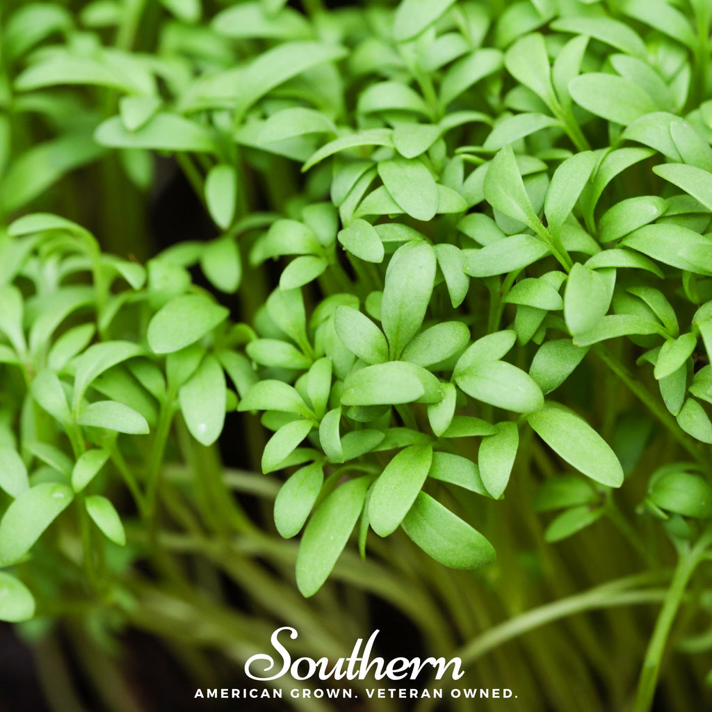 Cress, Pepper (Lepidium sativum) - 500 Seeds - Southern Seed Exchange